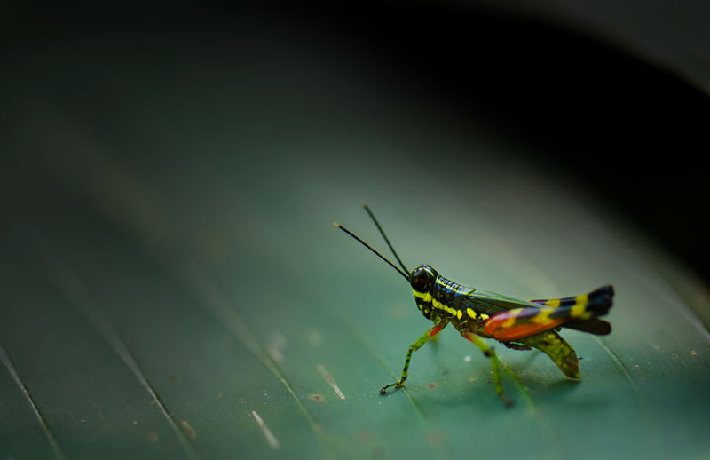 De Nature insectivore 21 - MontpelYeah Magazine