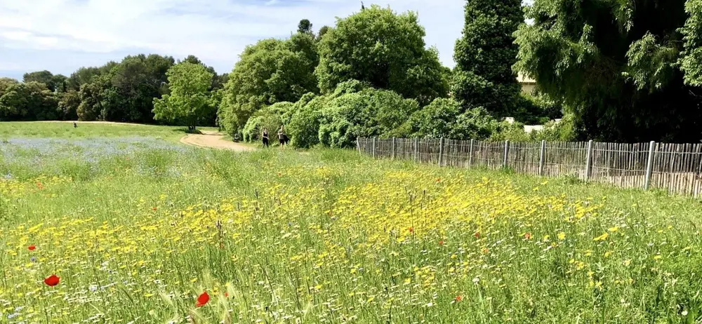 Le parc Méric à Montpellier, espace vert ombragé