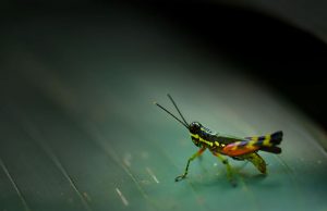 De Nature insectivore 73 - MontpelYeah Magazine