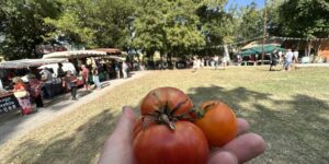 Variétés de tomates colorées présentées au festival de Clapiers